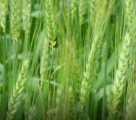 4ª Edição da Formação Técnica para Produção de Cereais de Outono/Inverno